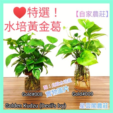 陽光黃金葛風水|黃金葛風水：招財、開運的綠色福植 – 植物盆栽綠寶典